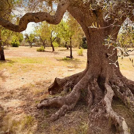 Trulli Acquasala - Apulian Country Experience אוסטוני